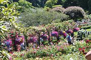 71 - Butchard Gardens  - IMG_1669